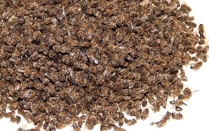 Полезные свойства пчелиного подмора