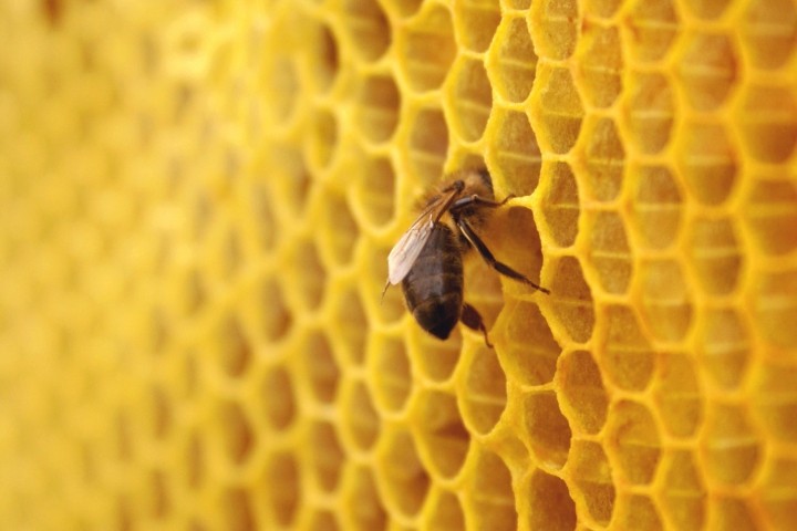 Вощина на восковой основе для пчел