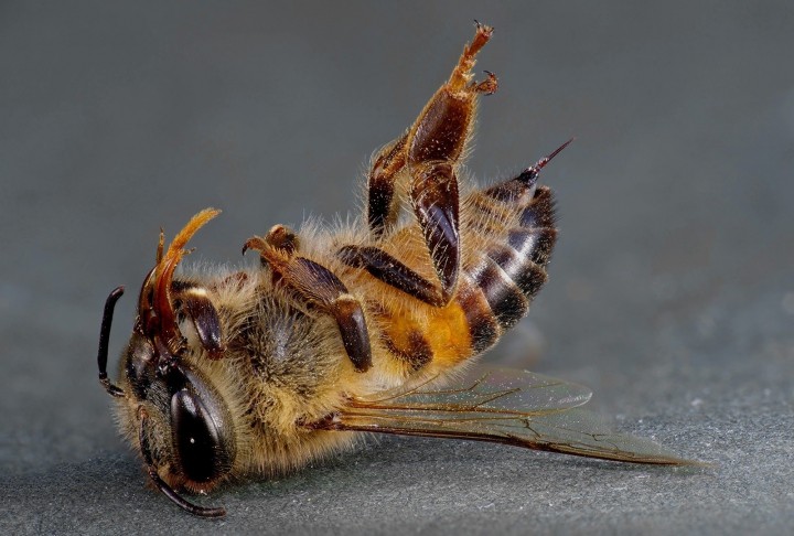 Проблема снижения численности пчел