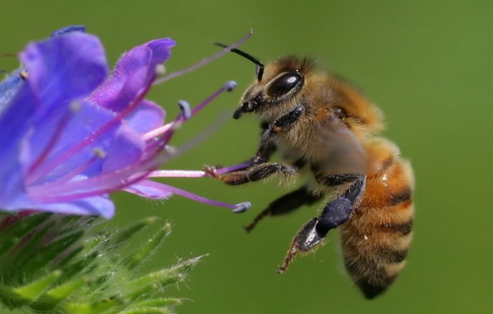 Как биоритм пчелы влияет на производство продуктов пчеловодства?