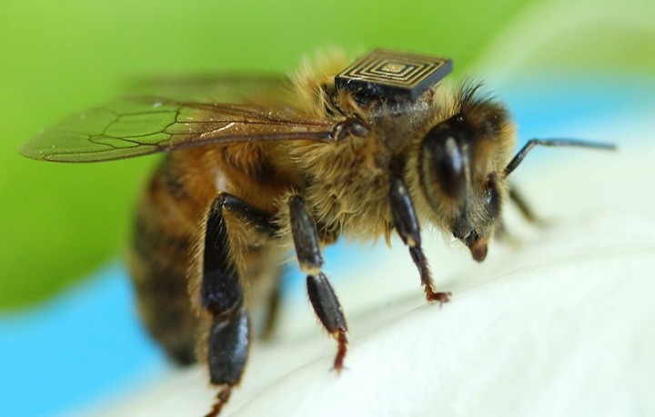 Пчела Бакфаст
