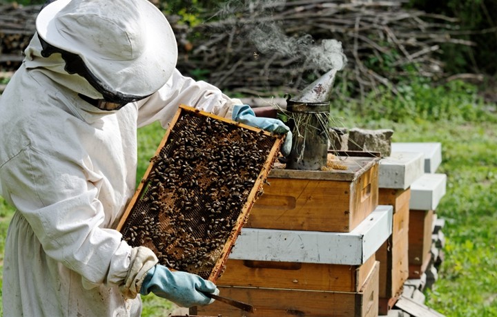 Трудности пчеловодства Флориды