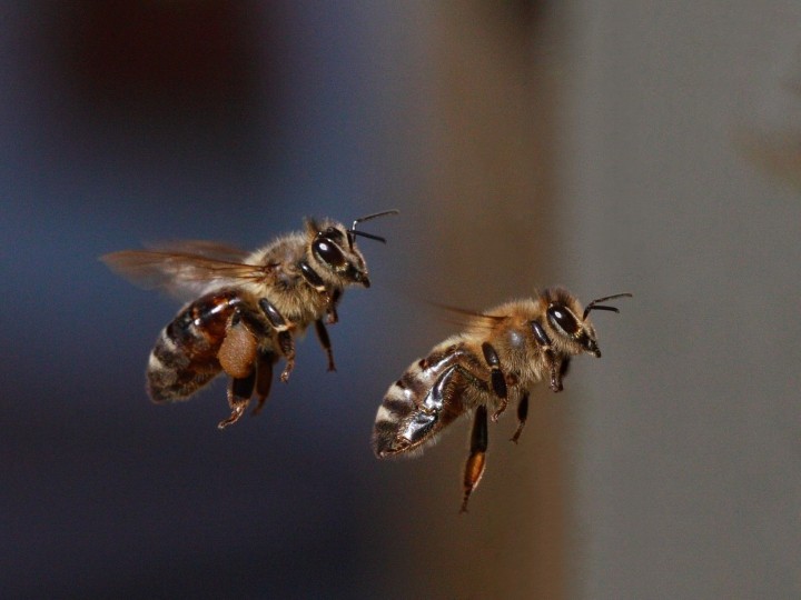 Танец пчелы - особое средство коммуникации