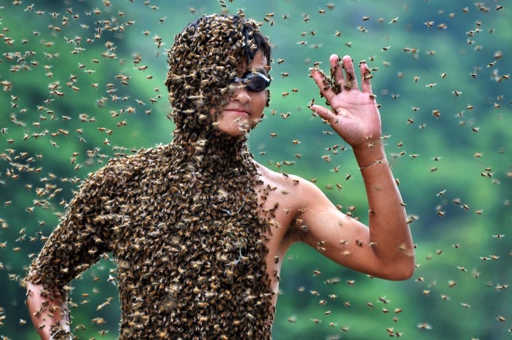 Значение существования пчелы для человечества