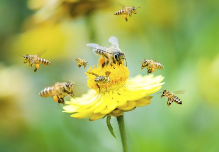 Почему пчелы бывают злыми