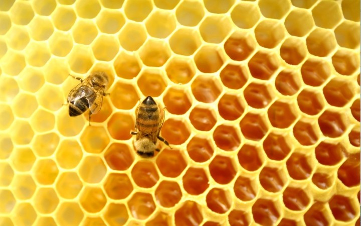 Математический инстинкт пчел и экономия воска