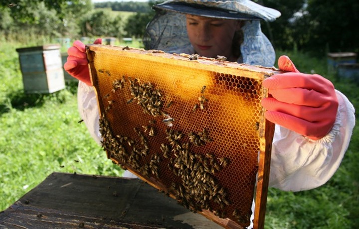 Мероприятия, которые могут способствовать развитию пчеловодства России