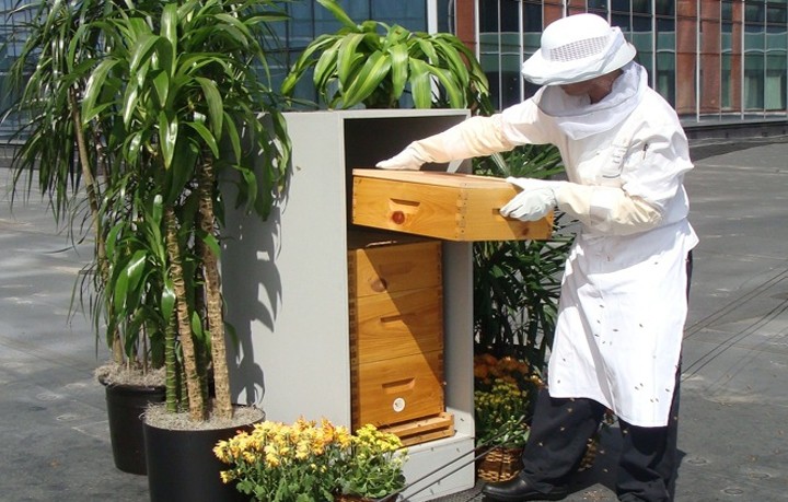 Пчеловодство в Мексике