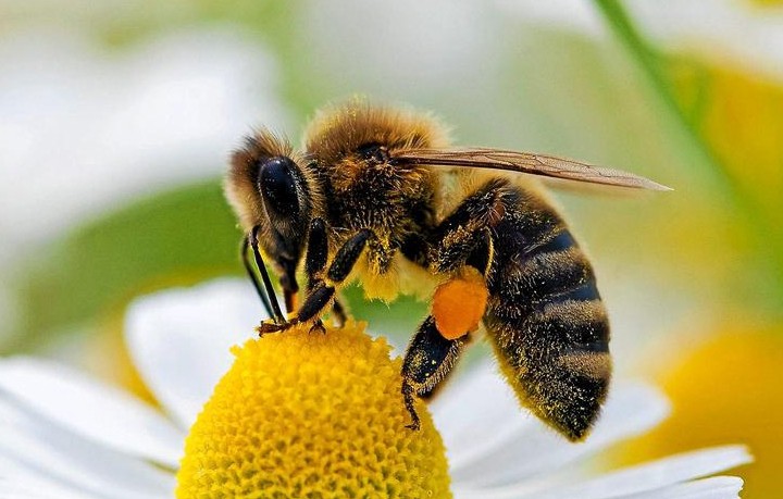 Журналы по пчеловодству, выпускаемые в мире