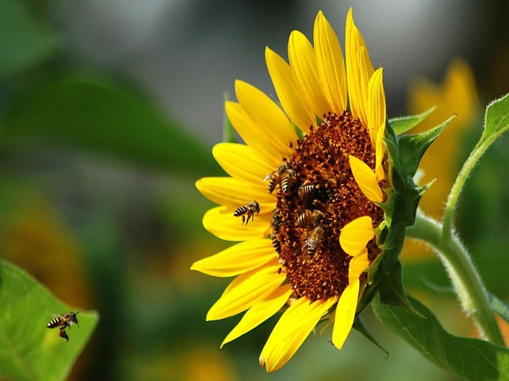 Жизнь пчелиной семьи в летнюю пору. Сезон медосбора