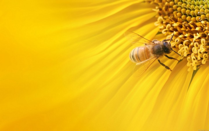 Благополучное состояние пчел в современном мире. Проблемы в области содержания пчел