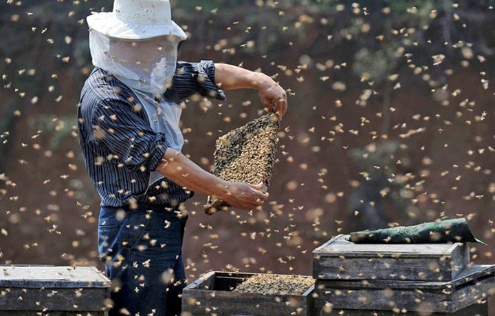 Пчеловодство Японии