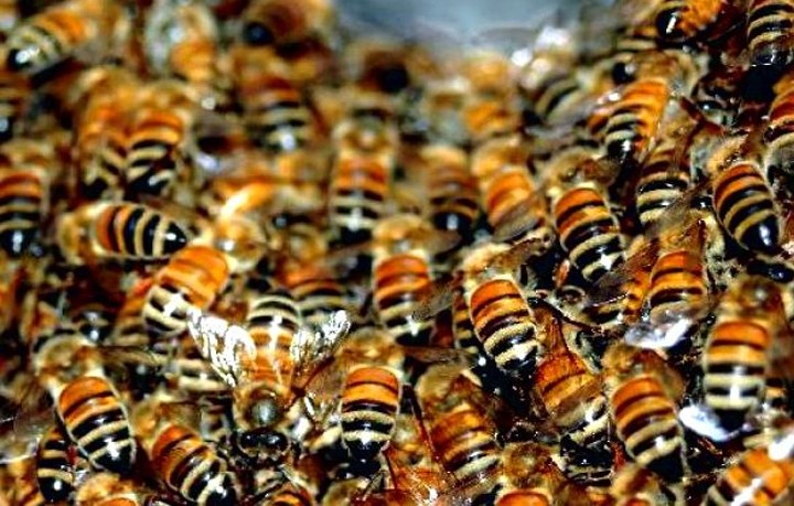 Купить пчелиный подмор. Лечение пчелиным подмором
