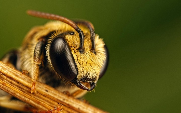 Лечение варроатоза медоносных пчел при помощи волновых воздействий