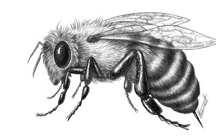 Пчелы и пчеловодство в древности (история культуры о пчелах)