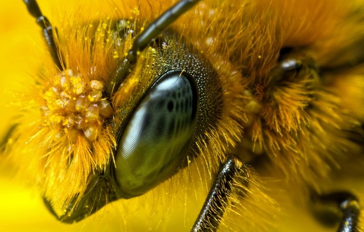 Как видит пчела?