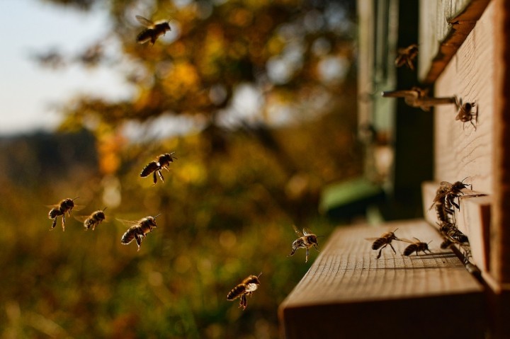 5 интересных фактов о пчёлах