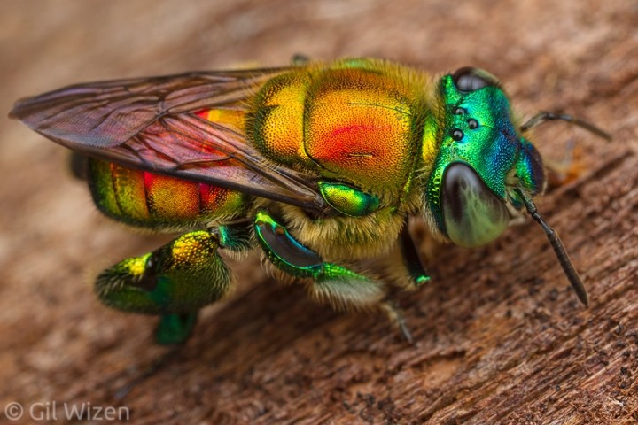 Самые красивые пчёлы-парфюмеры